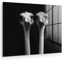MuchoWow Glasschilderij 160x120 cm - Schilderij acrylglas - Struisvogels - Halzen - Zwart - Minimalistisch - Foto op glas - Muurdecoratie woonkamer - Wanddecoratie slaapkamer - Schilderijen