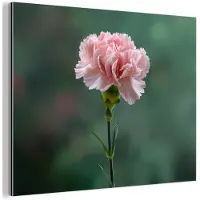 MuchoWow Aluminium schilderij 80x60 cm - Wanddecoratie metaal - Anjer - Roze - Bloemblaadjes - Metalen muurdecoratie woonkamer - Decoratie industrieel - Foto op dibond - Industriële accessoires slaapkamer