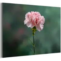 MuchoWow Aluminium schilderij 180x120 cm - Wanddecoratie metaal - Anjer - Roze - Bloemblaadjes - Metalen muurdecoratie woonkamer - Decoratie industrieel - Foto op dibond - Industriële accessoires slaapkamer