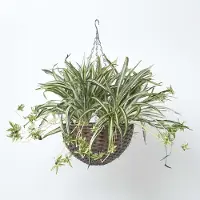 Homescapes Kunstmatige hangende koraalcactus 60 cm hoog