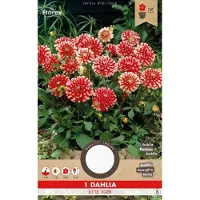 Florex Dahlia Decoratief Park Little Tiger Rood en Wit (15)975.66