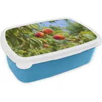 MuchoWow Broodtrommel Blauw - Lunchbox Perzik - Bladeren - Zonlicht - Brooddoos 18x12x6 cm - Brood lunch box - Broodtrommels voor kinderen en volwassenen
