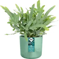 Elho The ocean collection round 18cm pacifisch groen