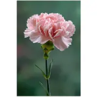 PosterMonkey Poster 20x30 cm - Anjer - Roze - Bloemblaadjes - Posters - Kamer decoratie - Wanddecoratie woonkamer - Muurdecoratie slaapkamer