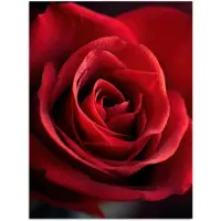 PosterMonkey Poster 60x80 cm - Rood - Roos - Romantisch - Posters - Kamer decoratie - Wanddecoratie woonkamer - Muurdecoratie slaapkamer