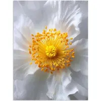 PosterMonkey Poster 60x80 cm - Wit - Bloem - Elegant - Posters - Kamer decoratie - Wanddecoratie woonkamer - Muurdecoratie slaapkamer