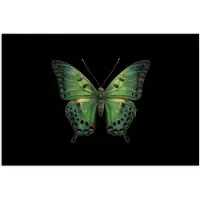 PosterMonkey Poster 60x40 cm - Vlinder - Groen - Diepte - Posters - Kamer decoratie - Wanddecoratie woonkamer - Muurdecoratie slaapkamer