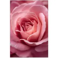 PosterMonkey Poster 60x90 cm - Roze - Roos - Romantisch - Posters - Kamer decoratie - Wanddecoratie woonkamer - Muurdecoratie slaapkamer