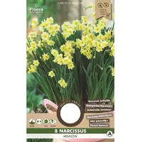 Florex Narcis Botanisch Minnow 10/11 8st