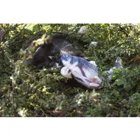 Robocat Karper