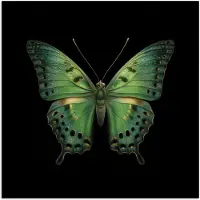 PosterMonkey Poster 75x75 cm - Vlinder - Groen - Diepte - Posters - Kamer decoratie - Wanddecoratie woonkamer - Muurdecoratie slaapkamer