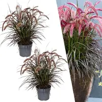 Frank GmbH - Pennisetum Tiny Tails - Lampenpoetsersgras rood XL - Ø 19 cm ↨ 50 cm (2 stuks)