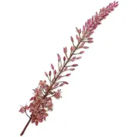 Silk-ka - Kunstbloem - eremurus - roze - H107 cm