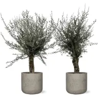 Planteda Combi deal- Europese dwergpalm in Grigio Cube Antraciet - Chamaerops Humilis hoogte 200cm potmaat 40cm