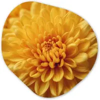 MuchoWow Organische wanddecoratie 40x40 cm - Organisch schilderij Geel - Chrysant - Zachtheid - Muurdecoratie woonkamer - Kamer decoratie - Schilderijen - Muurcirkel aesthetic