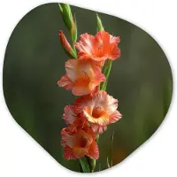 MuchoWow Organische wanddecoratie 90x90 cm - Organisch schilderij Bloem - Gladiolen - Zalmroze - Muurdecoratie woonkamer - Kamer decoratie - Schilderijen - Muurcirkel aesthetic