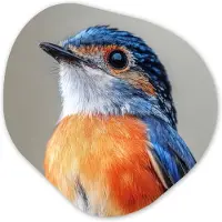 MuchoWow Organische wanddecoratie 60x60 cm - Organisch schilderij Kleurrijk - Vogeltje - Veren - Blauw - Muurdecoratie woonkamer - Kamer decoratie - Schilderijen - Muurcirkel aesthetic