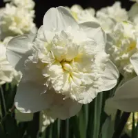 QFB Gardening Narcis Ice King | 10 stuks | Dubbel | Geel | Narcissenbollen