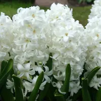 QFB Gardening Hyacint Carnegie | Wit | Hyacintenbollen | Geschikt voor Pot