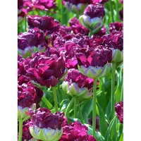 QFB Gardening Tulp Wow | 10 stuks | Dubbel laat | Paars | Tulpenbollen