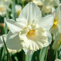 QFB Gardening Narcis Mount Hood | 30 stuks | Trumpet | Wit | Narcissenbollen