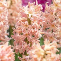 QFB Gardening Hyacint Gipsy Queen | 15 stuks | Oranje | Roze | Hyacintenbollen