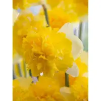 QFB Gardening Narcis Full House | 10 stuks | Geel | Wit | Narcissenbollen