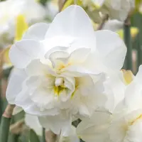 QFB Gardening Narcis Obdam | 10 stuks | 10 stuks | Dubbel | Wit | Narcissenbollen