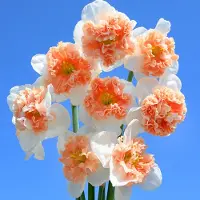 QFB Gardening Narcis Fire Drill | 10 stuks | Splitcrown | Wit | Narcissenbollen