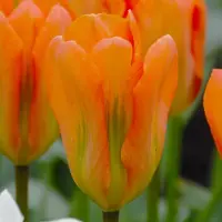 QFB Gardening Tulp Orange Emperor | 10 stuks | Fosteriana | Oranje | Tulpenbollen