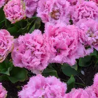 QFB Gardening Tulp Cairns | 10 stuks | Gefranjerd | Roze | Tulpenbollen