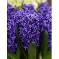QFB Gardening Hyacint Royal Navy | Blauw | Hyacintenbollen | verwilderend