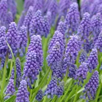 QFB Gardening Blauw druifje armeniacum (muscari) | 25 stuks | Blauw | Muscari bollen