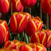 QFB Gardening Tulp World's Favourite | 10 stuks | Darwinhybride | Oranje | Rood