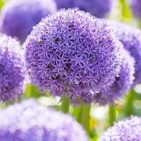 QFB Gardening Allium Globemaster | 1 stuk | Paars | Sierui Bollen