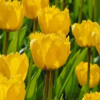 QFB Gardening Tulp Crystal Star | 10 stuks | Gefranjerd | Geel | Tulpenbollen