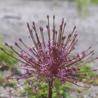 QFB Gardening Allium schubertii | 1 stuk | Roze | Sierui Bollen | Geschikt voor Pot