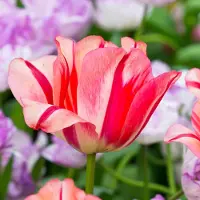 QFB Gardening Tulp Spryng Break | 10 stuks | Oranje | Roze | Tulpenbollen