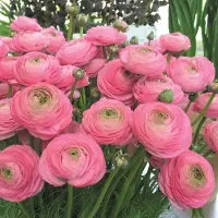 QFB Gardening Ranunculus Aviv roze | 10 stuks | Roze | Snijbloem | bijen bloem