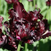 QFB Gardening Tulp Black Parrot | 10 stuks | Parkiet | Zwart | Tulpenbollen