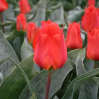QFB Gardening Tulp Miramare | 10 stuks | Oranje | Rood | Tulpenbollen
