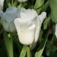 QFB Gardening Tulp Calgary | 10 stuks | Wit | Tulpenbollen | Geschikt voor Pot