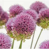 QFB Gardening Allium sphaerocephalon | 25 stuks | Paars | Sierui Bollen