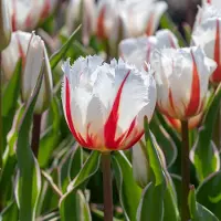 QFB Gardening Tulp Salsa | 10 stuks | Gefranjerd | Geel | Rood | Wit