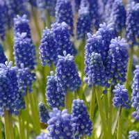 QFB Gardening Blauw druifje aucheri Dark Eyes | 25 stuks | Blauw | Muscari bollen