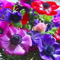 QFB Gardening Anemone De Caen | 25 stuks | Meerkleurig | verwilderend