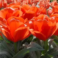 QFB Gardening Tulp Giant Orange Sunrise | 10 stuks | Greigii | Oranje