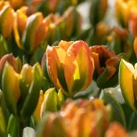QFB Gardening Tulp Orange Marmelade | Viridiflora | Oranje | Tulpenbollen