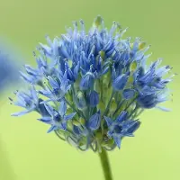 QFB Gardening Allium Caeruleum | 25 stuks | Blauw | Sierui Bollen