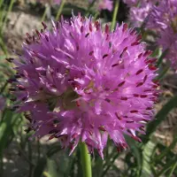 QFB Gardening Allium Rosy Dream | 10 stuks | Lila | Sierui Bollen